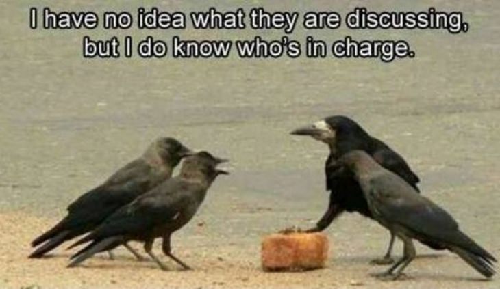 Funny birds: boss