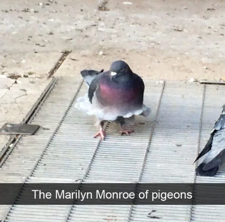 Funny birds: Monroe