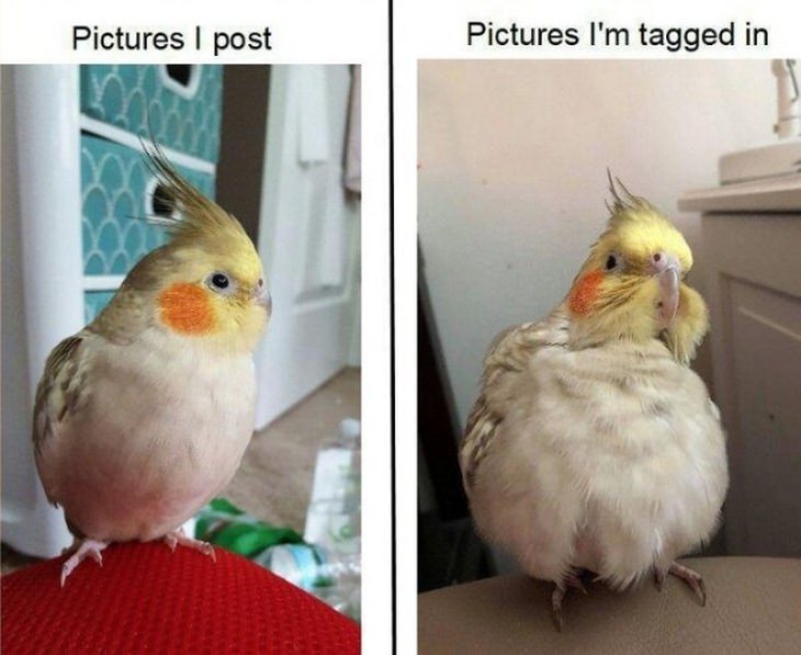 Funny birds: tagged