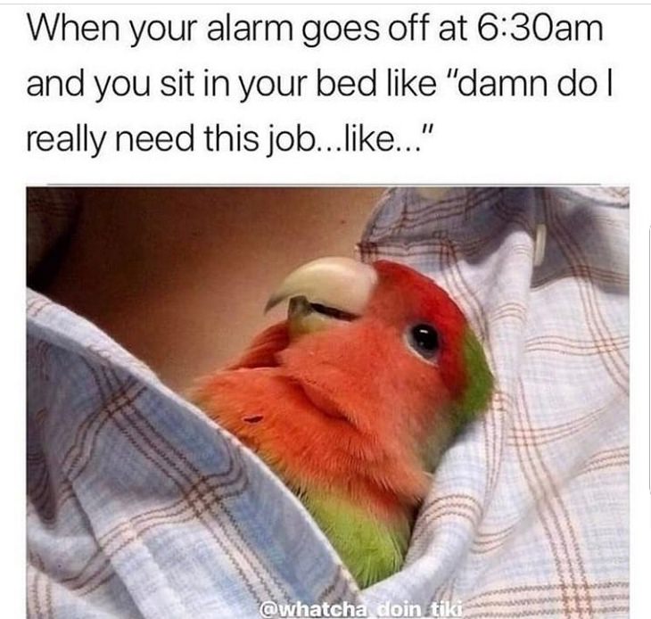 Funny birds: tired