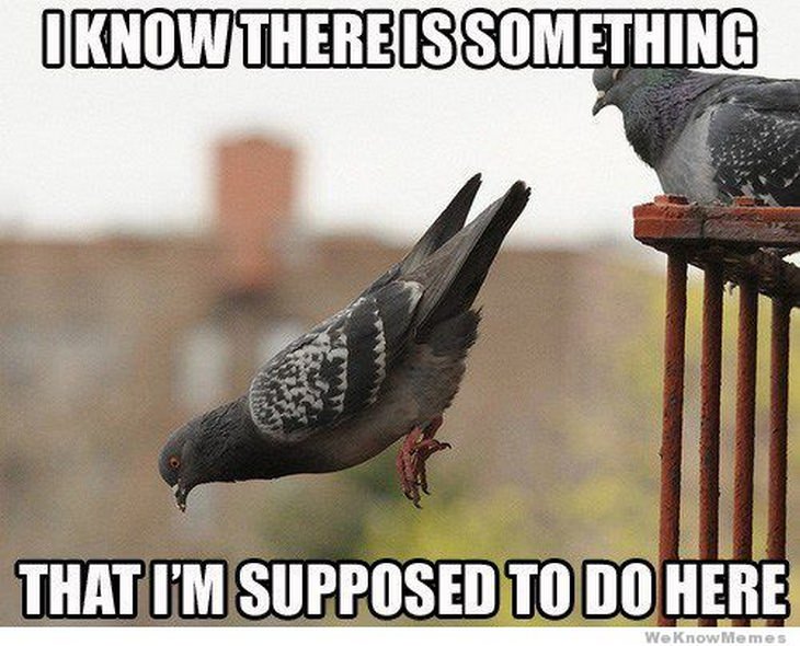 Funny birds: falling pigeon