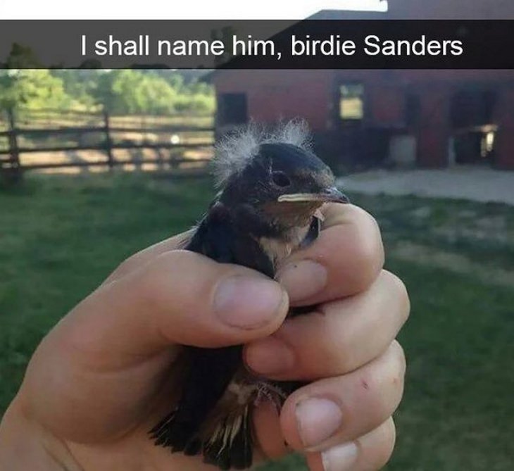 Funny birds: Sanders