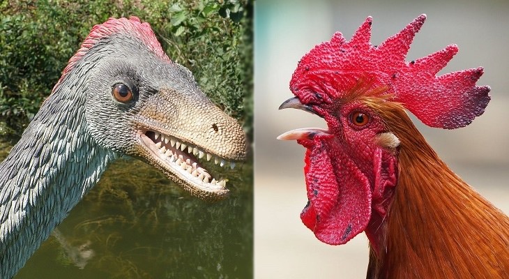 Strange Facts: dino chicken