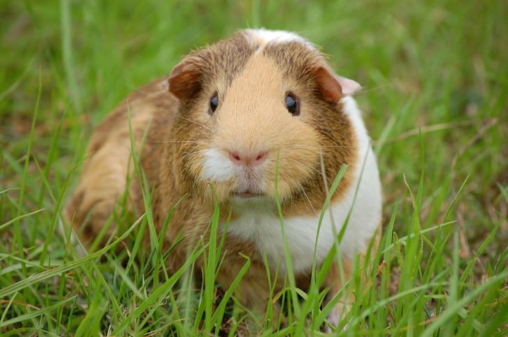Strange Facts: guinea pig