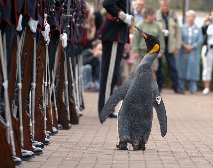 Strange Facts: Nils Olav