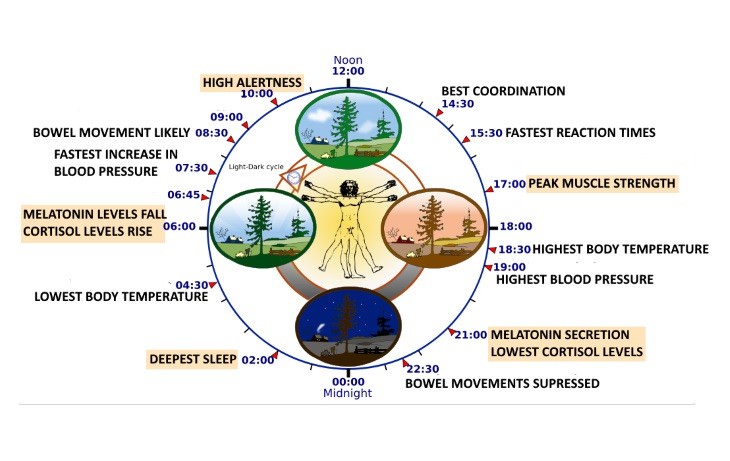 circadian rhythms dysfunctions reasons why An Abnormality with your Biological Clock