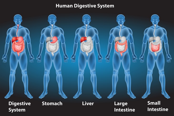 Microbiome test: digestive tract