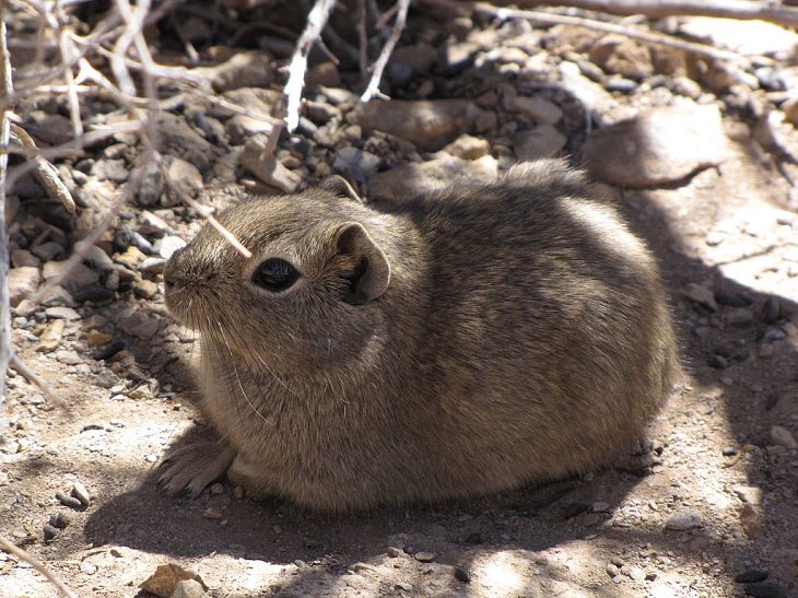 Southern Mountain Cavy, nature, family, adorable, fluffy, rats, species, cute overload, relatives, rodents, 