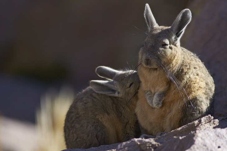 Northern Viscacha, nature, family, adorable, fluffy, rats, species, cute overload, relatives, rodents, 