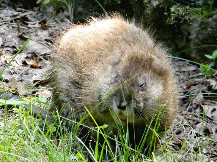 Muskrat, nature, family, adorable, fluffy, rats, species, cute overload, relatives, rodents, 