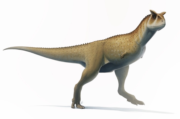 Strange prehistorical animals: carnotaurus