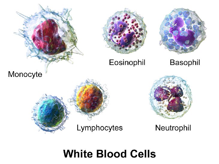 Vitamin C health benefits Urges the Production of White Blood Cells