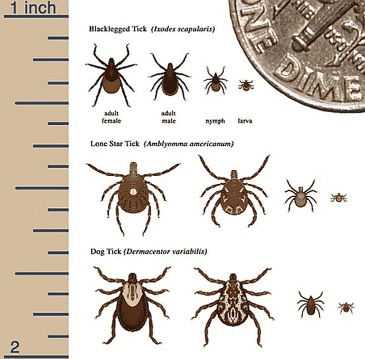 Lyme disease: tick species and size