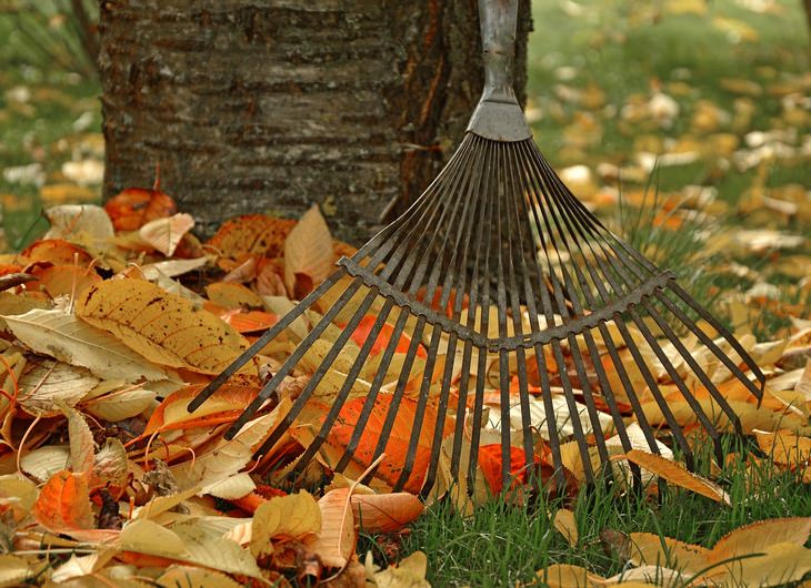 Lyme disease: raking