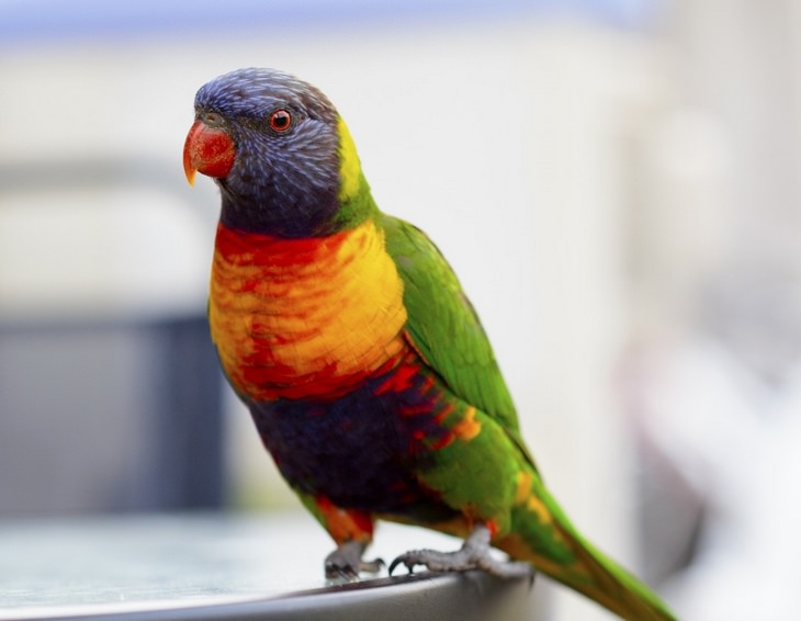 Beautiful pets: lorikeet