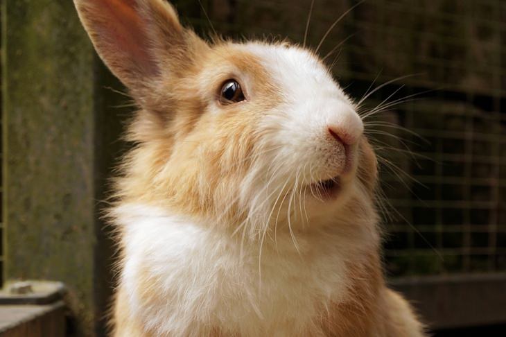 Beautiful pets: rabbit