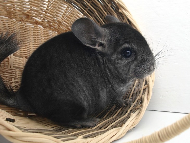 Beautiful pets: chinchilla