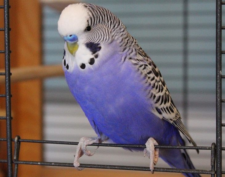 Beautiful pets: parakeet