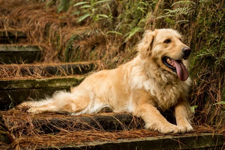 Beautiful pets: golden retriever