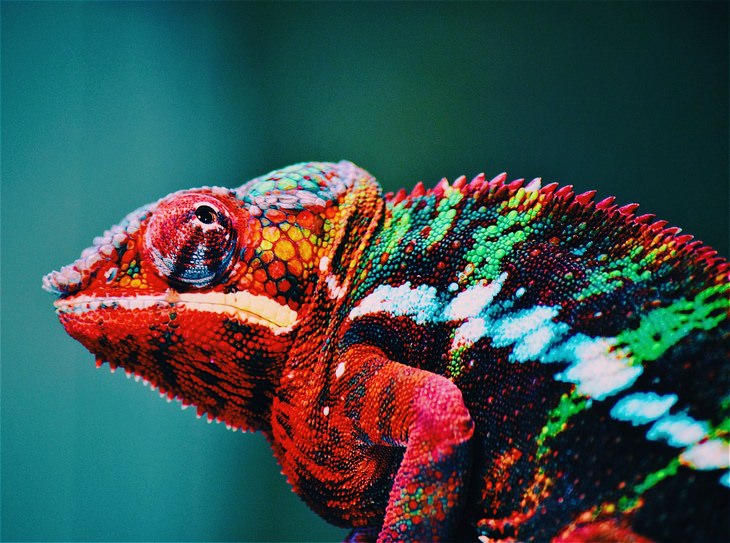 Beautiful pets: chameleon