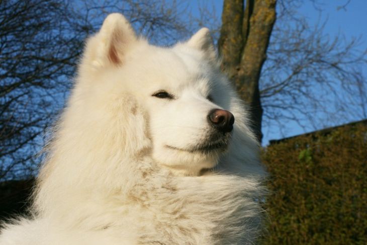 Beautiful pets: samoyed