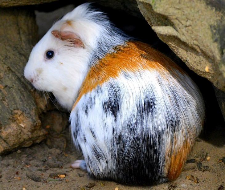 Beautiful pets: guinea pig