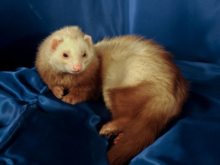 Beautiful pets: ferret
