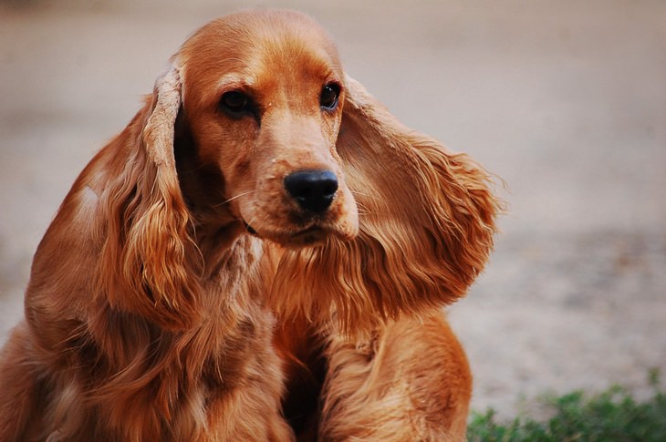 Beautiful pets: spaniel