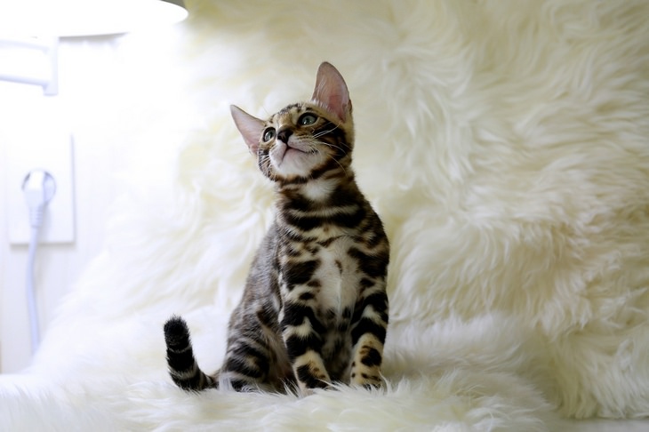 Beautiful pets: bengal