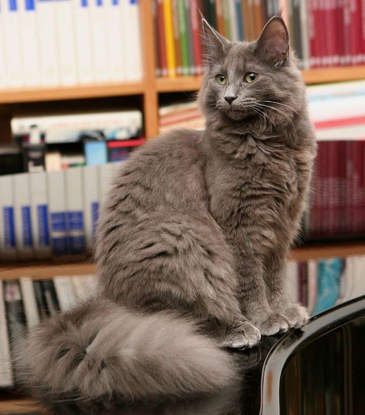 Beautiful pets: Norwegian forest cat