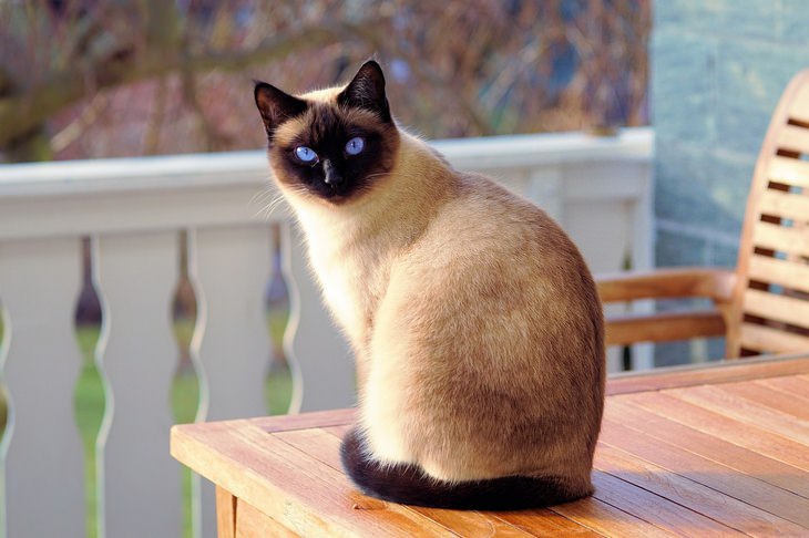 Beautiful pets: siamese