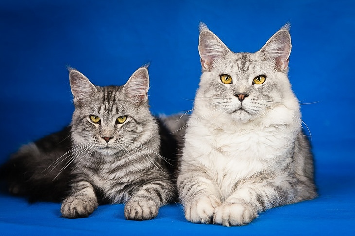 Beautiful pets: maine coon