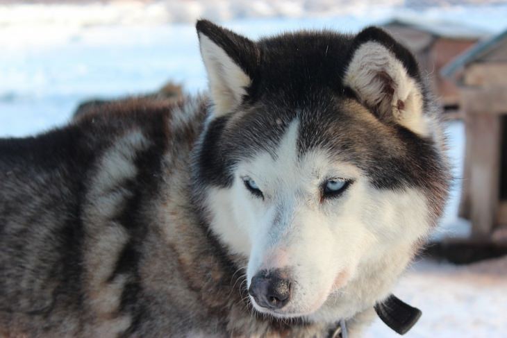 Beautiful pets: husky