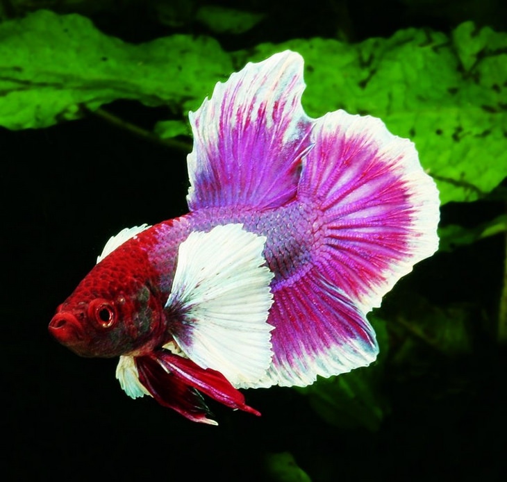 Beautiful pets: betta fish