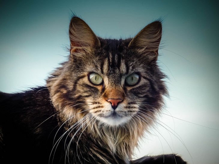 Beautiful pets: maine coon