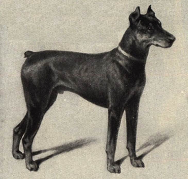 Dog breeds: doberman