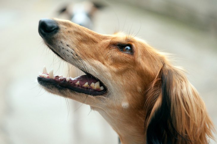 Dog breeds: sighthound