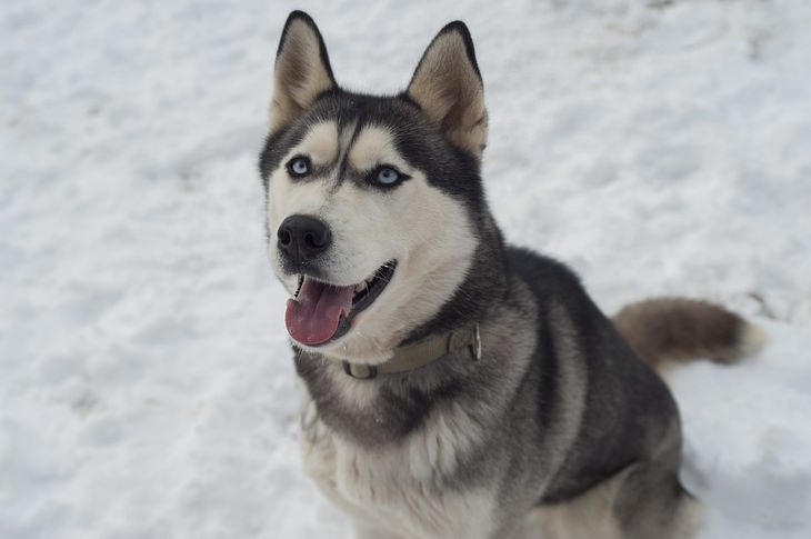 Dog breeds: husky