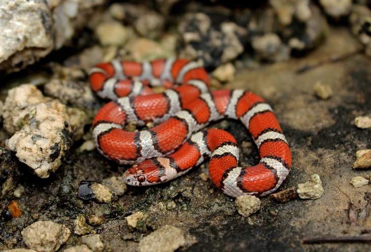 Snake encounter: milksnake