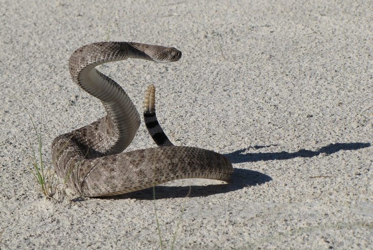 Snake encounter: aggressive