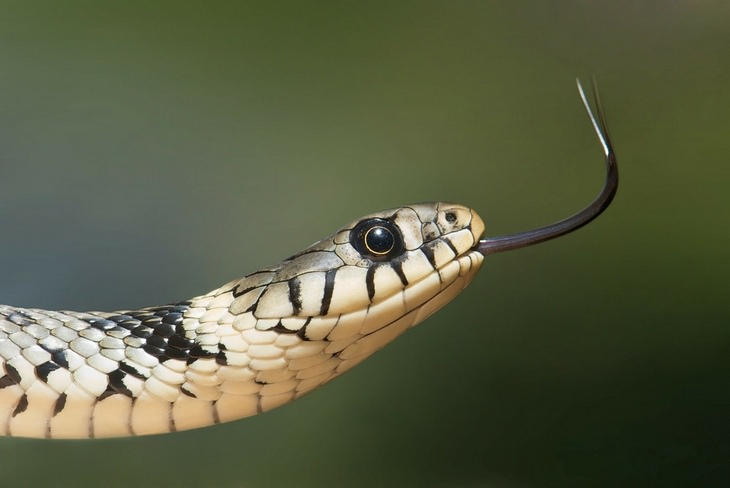 Snake encounter: snake