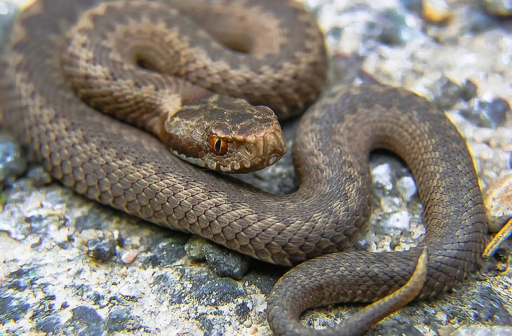 Snake encounter: viper