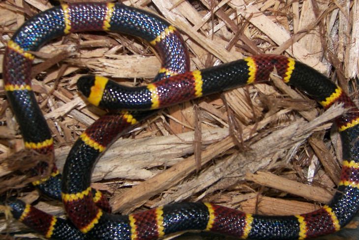 Snake encounter: coral snake