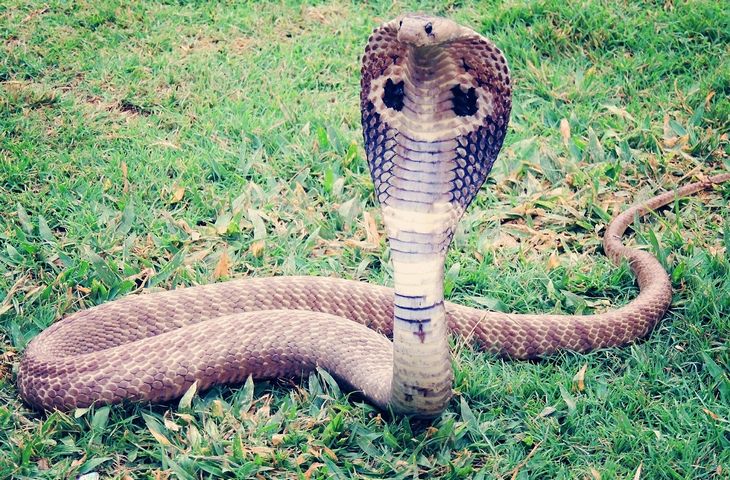 Snake encounter: cobra