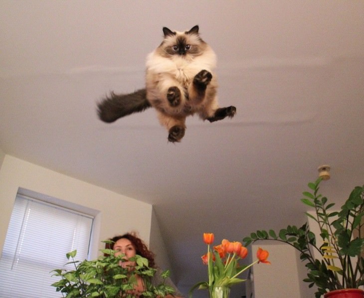 funny moments captured on camera flying Siamese cat fluffy
