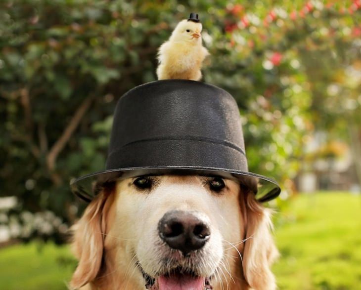 cute animals with hats