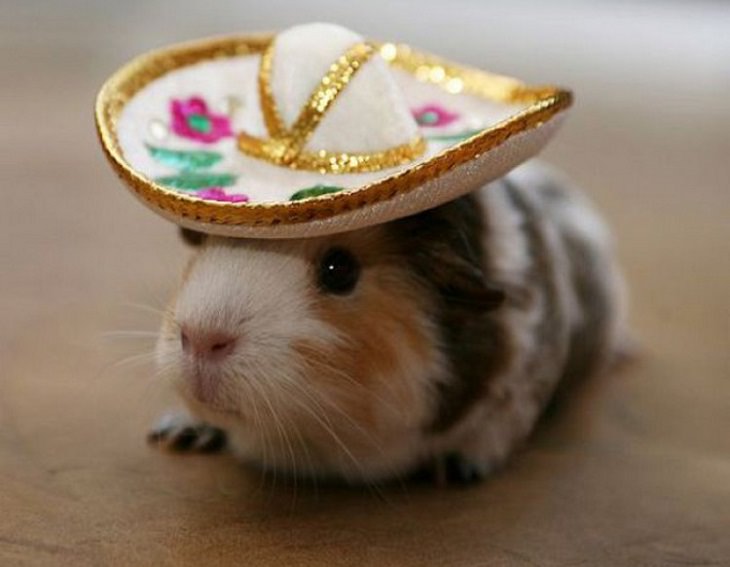 cute animals with hats