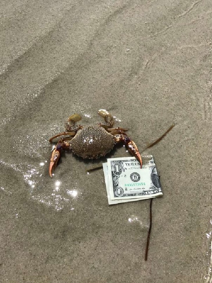 hilarious beach photos crab with money