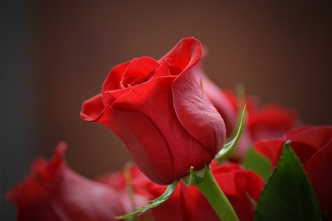 improve your life quiz: red rose