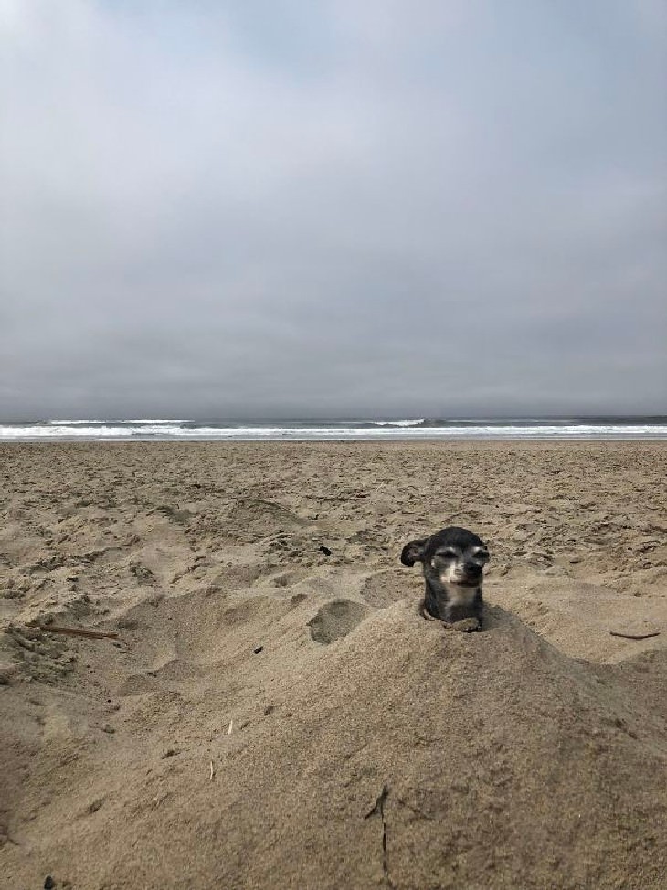 hilarious beach photos dog funny beach buried